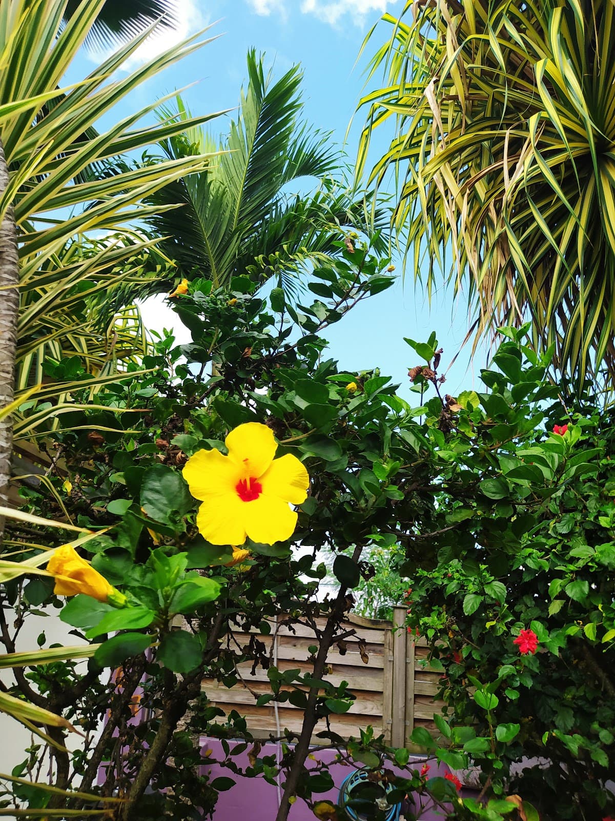Gros plan sur une fleur d'hibiscus jaune