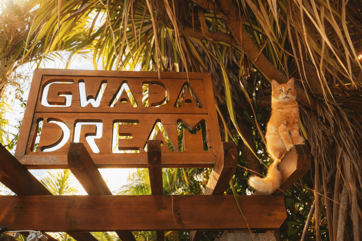 L'enseigne Gwada Dream et le chat roux de la maison
