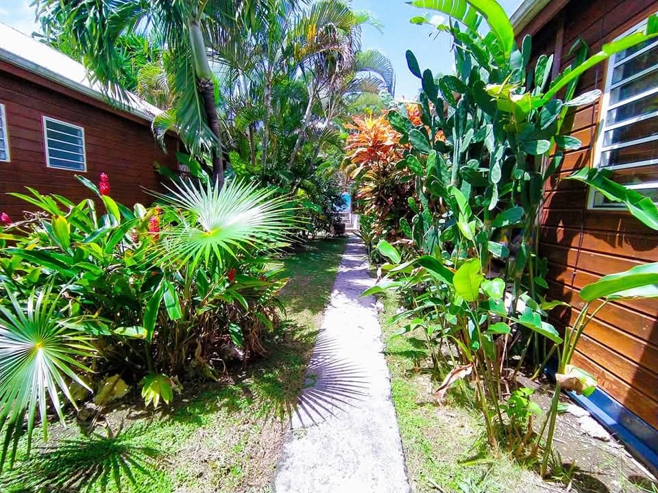 La cour de la propriété et ses plantes tropicales